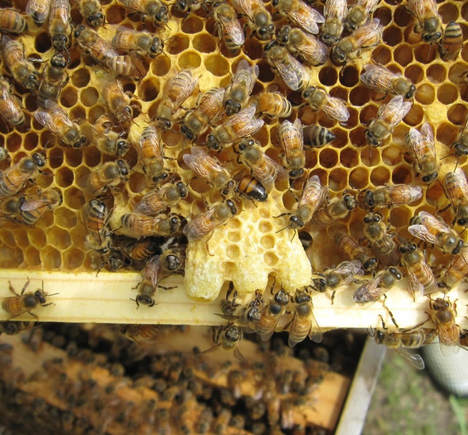 Queen cells in honey bee hive